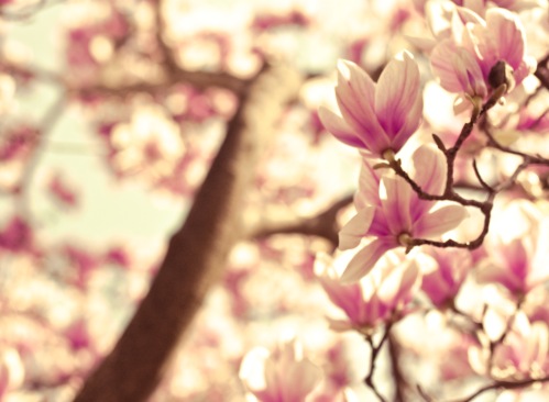 pink magnolia tree pictures. I took quite a few photos of magnolia trees with white blossoms, but I was very